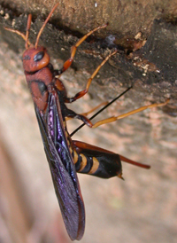 Eastern Horntail
